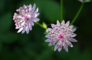 Blomma 2