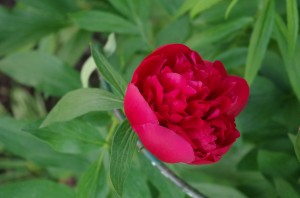 Pion
