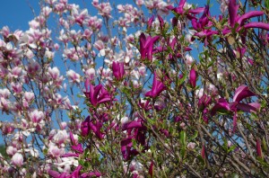 Magnolia